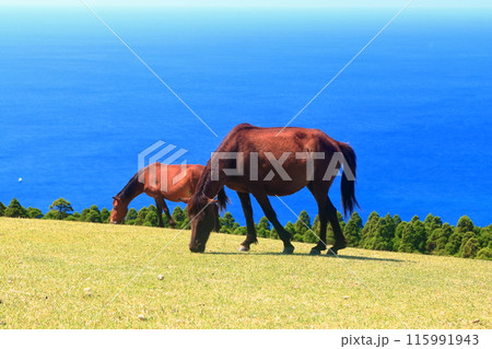 【宮崎県】晴天の都井岬(御崎馬の放牧場) 【宮崎県】晴天の都井岬(御崎馬の放牧場) 115991943
