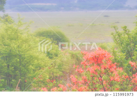 霧のかかる湿原に咲くレンゲツツジ 115991973