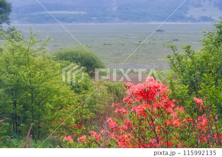 湿原に咲くレンゲツツジ 115992135