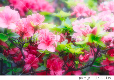 赤いツツジの花 赤いツツジの花 115992139