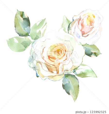 White roses with green leaves in collection garden flowers. Watercolor illustration for wedding floral design of bouquets, wreaths, arrangements, wedding invitations, anniversary, birthday, postcards White roses with green leaves in collection garden flowers. Watercolor illustration for wedding floral design of bouquets, wreaths, arrangements, wedding invitations, anniversary, birthday, postcards 115992325