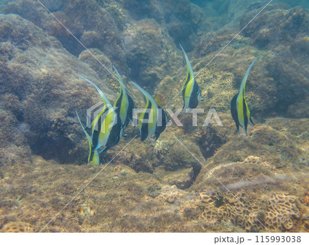 小笠原諸島・父島　珊瑚礁を泳ぐ魚　 115993038