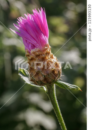 Wig knapweed or Centaurea phrygia. 115993130