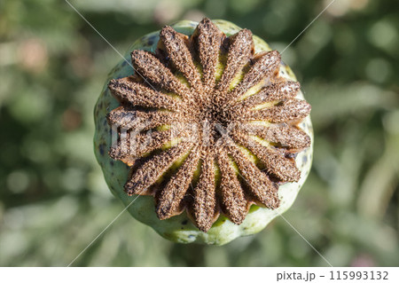 Top of a poppy head after flowering. 115993132