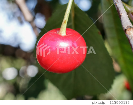 Red cherry on a tree with a blurred background. 115993153