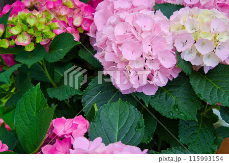 ピンク色の紫陽花 115993154