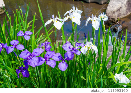 池に咲く花菖蒲 115993160