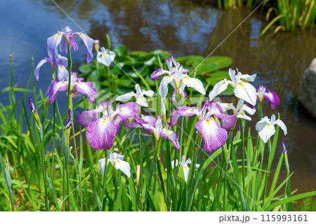 池に咲く花菖蒲 池に咲く花菖蒲 115993161