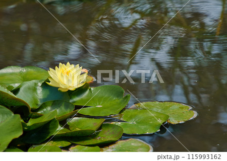 黄色い睡蓮 115993162