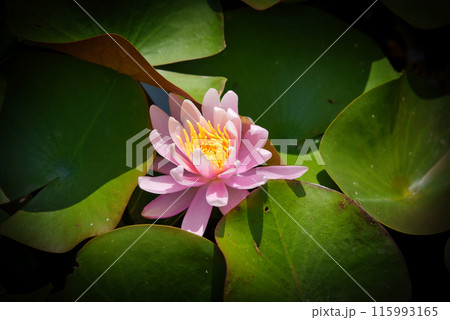 ピンクの睡蓮 ピンクの睡蓮 115993165