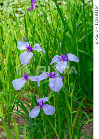 薄紫色の花菖蒲 115993167