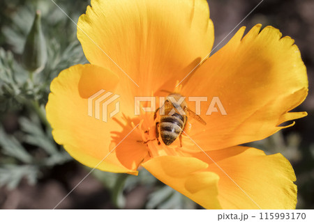 Close-up a bud of Eschscholzia californica with a bee in the garden 115993170