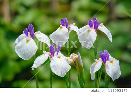 白い花菖蒲 115993175