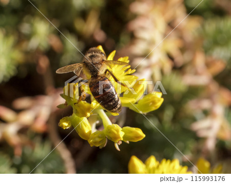 Sedum acre Aureum with a bee in the garden. 115993176