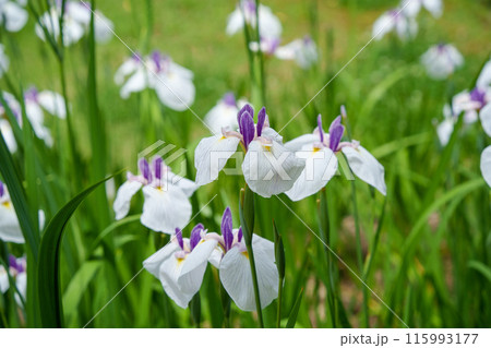 白い花菖蒲 115993177