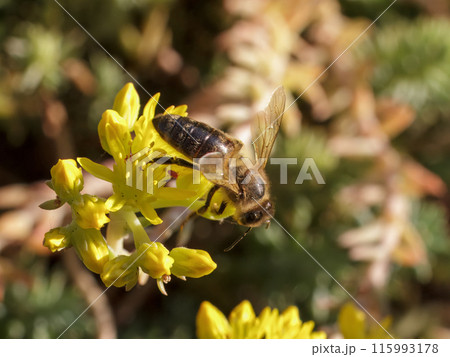 Sedum acre Aureum with a bee in the garden. Sedum acre Aureum with a bee in the garden. 115993178