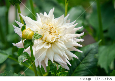 白いダリア　ファーストレディ 115993199