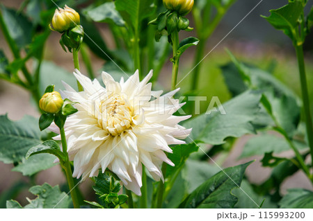 白いダリア ファーストレディ 白いダリア ファーストレディ 115993200
