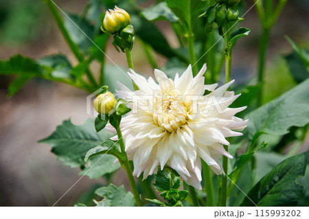 白いダリア　ファーストレディ 115993202