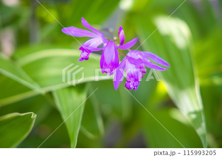 可憐な紫蘭 115993205