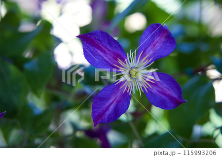 クレマチス　ミケリテ 115993206