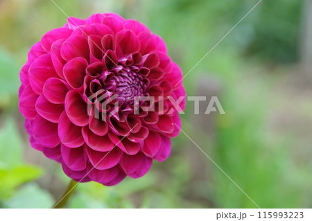 一輪のダリア 115993223