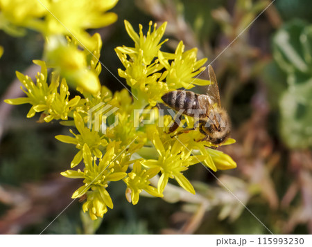 Sedum acre Aureum with a bee in the garden. 115993230