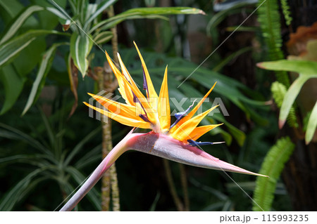ストレリチアの花(極楽鳥花) ストレリチアの花(極楽鳥花) 115993235