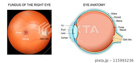 Eye anatomy 115993236