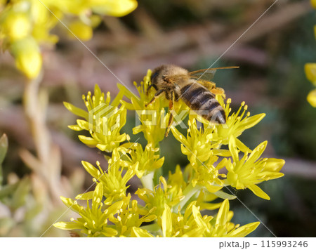 Sedum acre Aureum with a bee in the garden. Sedum acre Aureum with a bee in the garden. 115993246