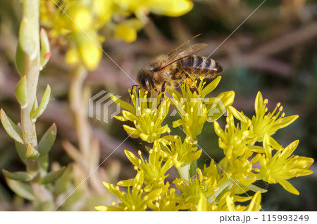 Sedum acre Aureum with a bee in the garden. Sedum acre Aureum with a bee in the garden. 115993249
