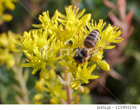 Sedum acre Aureum with a bee in the garden. Sedum acre Aureum with a bee in the garden. 115993250