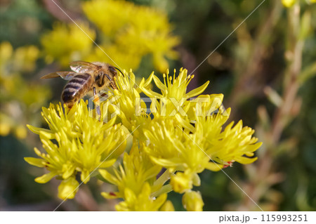 Sedum acre Aureum with a bee in the garden. 115993251