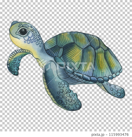 The tropical sea turtle is blue and green. The illustration is hand-drawn in watercolor on a white background. For the design of postcards, posters, children's books, room, wallpapers, packaging, bag. 115993476