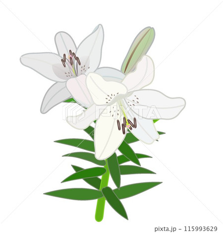 白いスカシユリのイラスト 白いスカシユリのイラスト 115993629