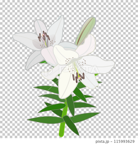 白いスカシユリのイラスト 白いスカシユリのイラスト 115993629