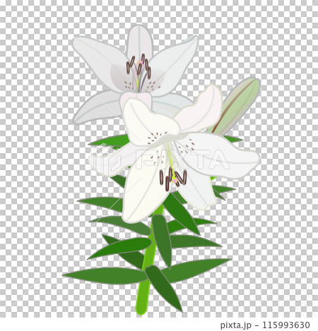 白いスカシユリのイラスト 115993630