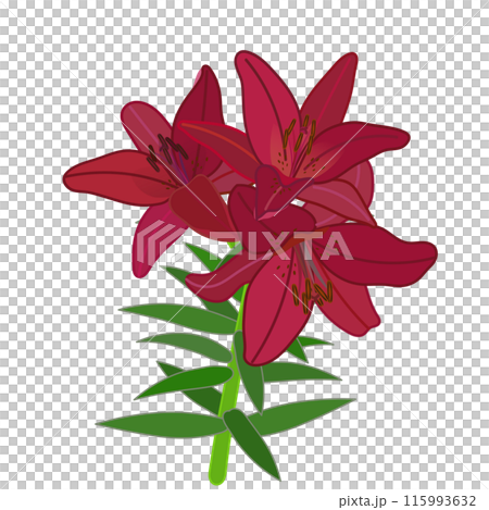 Illustration of a red lily 115993632