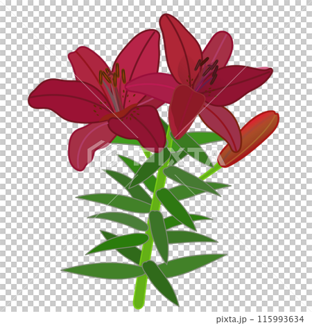 紅南瓜百合的插圖 紅南瓜百合的插圖 115993634