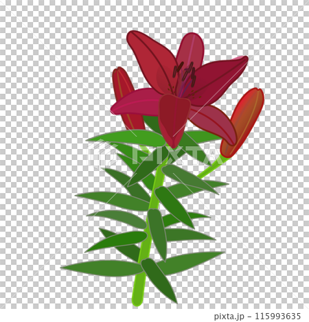 紅南瓜百合的插圖 115993635