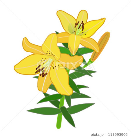 黄色いスカシユリのイラスト 115993903