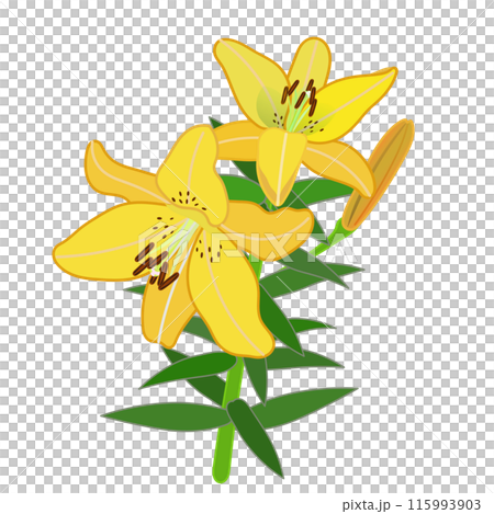 黄色いスカシユリのイラスト 115993903