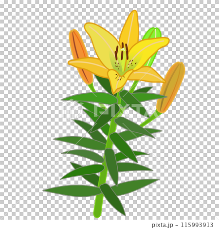 黄色いスカシユリのイラスト 115993913
