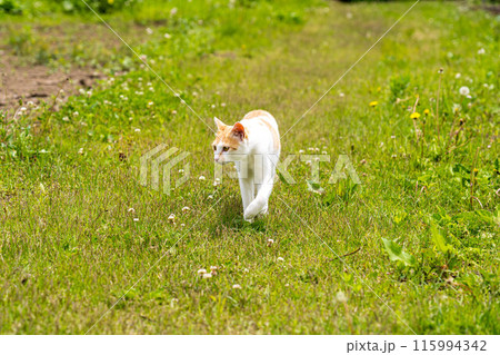 楽しいチビとの散歩~初夏の香りの中~ 楽しいチビとの散歩~初夏の香りの中~ 115994342