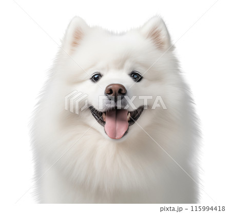 Cute the Samoyed dog isolated on white background, cute pets concept, realistic illustration 115994418