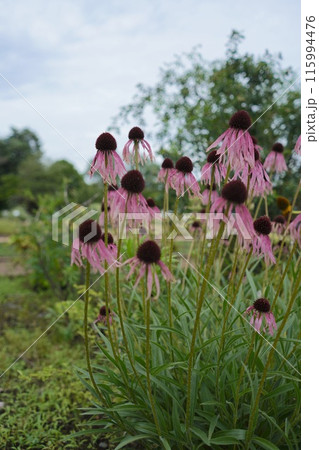 日本、東京の薬用植物園の植物　6月 115994476