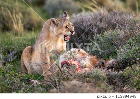 Puma sits yawning among bushes with kill 115994949