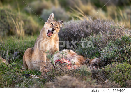 Puma sits yawning near kill among bushes 115994964