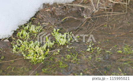 Sprouts of the first grass in a spring stream, snow lies on the banks. First green grass in spring. Slow motion. Sprouts of the first grass in a spring stream, snow lies on the banks. First green grass in spring. Slow motion. 115995021
