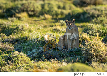 Puma sits scanning in shade of rock 115995094